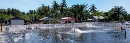 Jual Peralatan Tambak Udang Surabaya