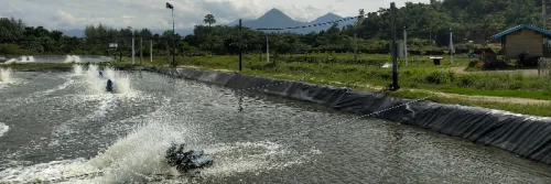 Cara Menurunkan Nitrit di Tambak Udang dengan Probiotik