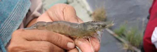 Ini Dia 4 Cara Mencegah Penyakit Udang Vaname