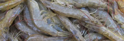 10 Rekomendasi Produk Mikro Mineral untuk Udang