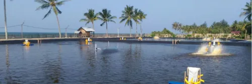 Memahami Efek & Tips Budidaya Udang Saat Musim Hujan