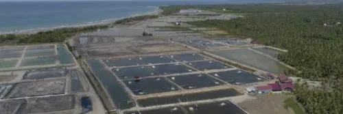 Tata Cara Komplit Biosecurity Tambak Udang Vaname