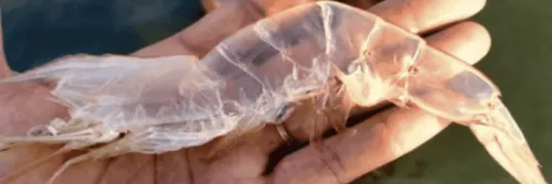 Kenali Tahapan & Penanganan Molting pada Udang