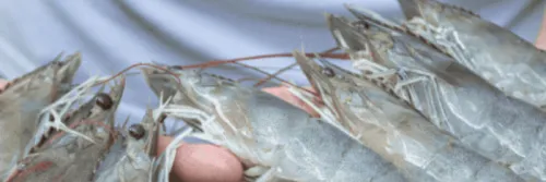 5 Produk Vitamin Penambah Nafsu Makan Udang Vaname