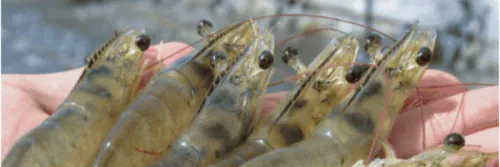 Monitoring Sumber Patogen: Tips Penting Mencegah Penyakit Udang Vaname