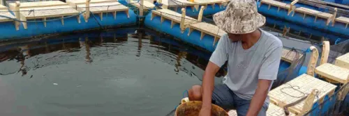 Tips Memilih Pakan Ikan Laut