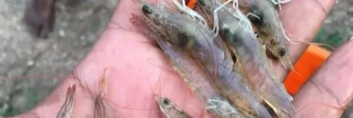 Pendeteksian Penyakit Udang Akurat, Langsung di Tambak