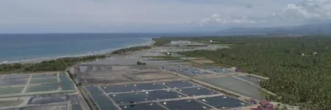 Penyakit Udang Masih Jadi Persoalan: Pentingnya Standarisasi Hatchery, Laboratorium Penyakit, dan SOP Budidaya
