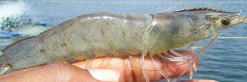 Cara Cermat Memilih Vitamin Udang untuk Tambak