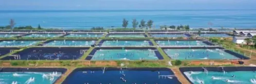 Tips & Cara Pemberian Mineral pada Udang