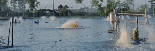 Apa itu Tambak Intensif? Dan Begini Strategi Sukses Budidaya Udang Intensif