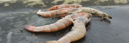 PCR: Cara Akurat Cek Penyakit Udang Vaname