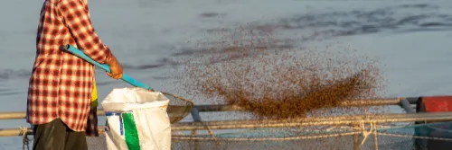 3 Pakan Ikan Air Laut Pilihan untuk Mempercepat Pertumbuhan