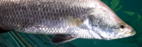 Peluang Bisnis! Ini Cara Budidaya Ikan Kakap di Kolam Terpal