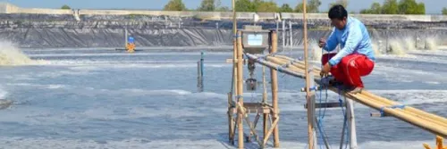 Dosis Pemakaian Bacillus pada Tambak Udang