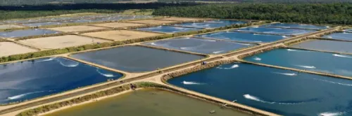 Apa saja Modal untuk Bisnis Tambak Udang Vaname?