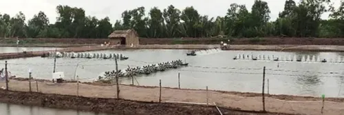 Memahami Sedimentasi pada Tambak Udang