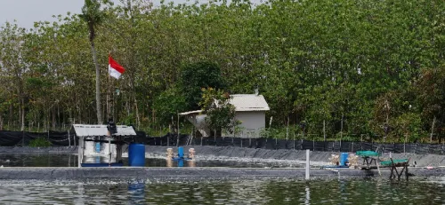 Aplikasi Venturi & UV Efektif Mencegah Penyakit Udang