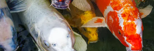 3 Rekomendasi Pelet Ikan Koi agar Cepat Besar