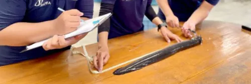 JAPFA Grup Catatkan Keberhasilan Reproduksi Sidat Tropis: Pencapaian Inovatif dalam Budidaya dan Konservasi Perairan