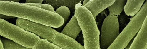 Mengenal Qourum Sensing Penyebab Vibrio Berbahaya pada Udang