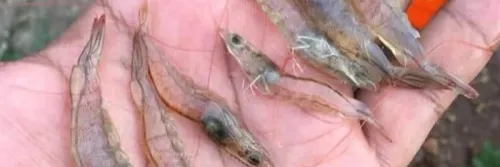 10 Jenis Penyakit Udang Vaname Kronis & Tips Mengatasinya