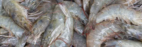 Tingkatkan Produksi Udang, FUI Gencarkan Tambak Tradisional dengan Pentokolan