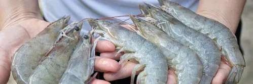 Pentingnya Kecukupan Mineral Dalam Tambak Udang