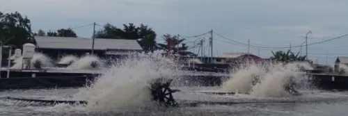 3 Obat Udang Pilihan untuk Cegah Penyakit Tambak