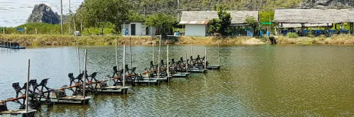 Langkah Efektif Mengatasi Vibrio di Tambak Udang Vaname