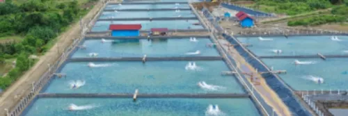 Kenali 4 Jenis Tambak Udang Vaname Sebelum Mulai Usaha