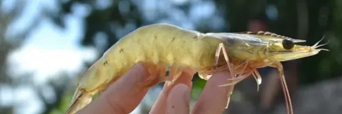 Hidrogen Sulfida: Ancaman Tersembunyi bagi Kesehatan Udang
