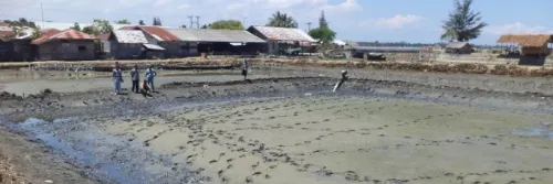Teknik Pemupukan Tambak Udang yang Baik