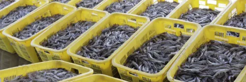 Masa Panen Tambak Udang serta Tata Caranya