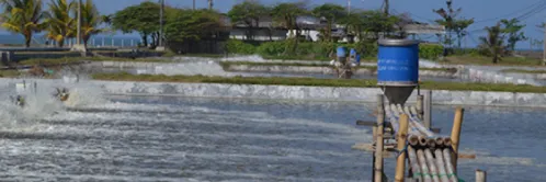 4 Keuntungan Memakai Automatic Feeder Udang di Tambak