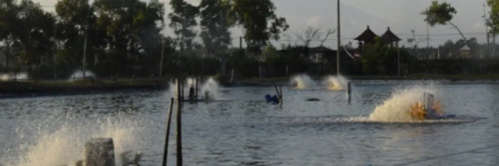 Tips Meningkatkan Daya Tahan Udang