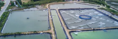 Meningkatkan Kualitas Air Tambak Udang dengan Injektor Oksigen