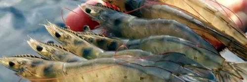 Strategi Cek Penyakit Udang dan Teknik Pengambilan Sampel