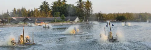 Apakah UV di Tambak Anda Sudah Optimal?