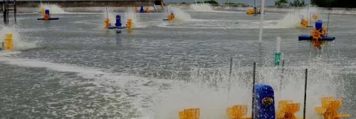 Pentingnya Cek Penyakit Udang Secara Berkala