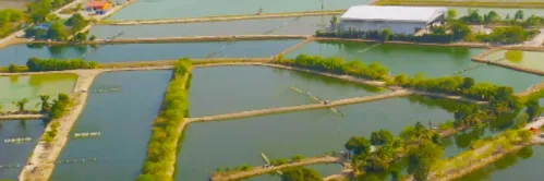 Kombinasi UV & Venturi Cegah White Feces Disease pada Tambak Udang