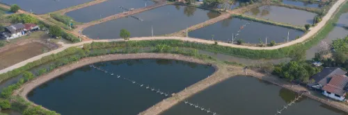 Pentingnya Bioremediasi Tingkatkan Kualitas Air Tambak Udang