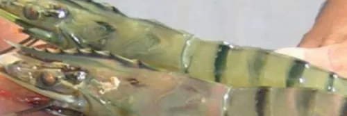 Probiotik Udang Ariake 3 untuk Meningkatkan Kualitas Air Tambak