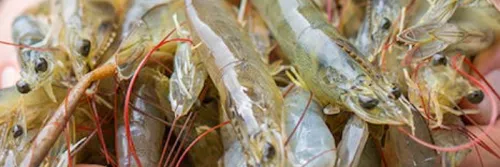 Probiotik Super Lacto, Super NB, dan Bio Solution untuk Tambak Udang