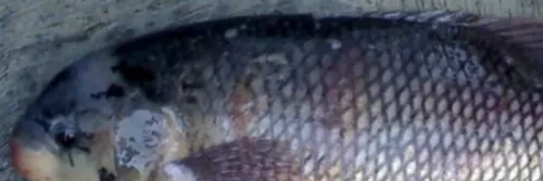 Cara Mencegah Ikan Gurame Jamuran