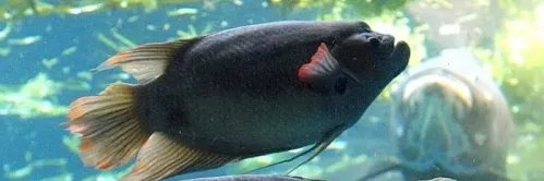 5 Cara Pembenihan Ikan Gurame yang Baik & Benar