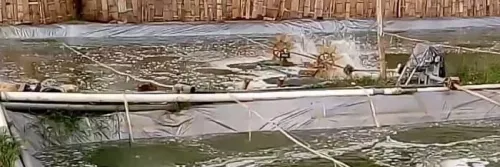 4 Pilihan Vitamin Udang untuk Meningkatkan Performa Udang di Tambak