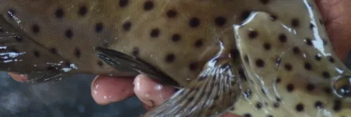 Penyakit Sleepy Grouper Disease (SGD) Pada Ikan Kerapu