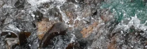 Keunggulan Ikan Kerapu Cantang, Persiangan Kerapu Macan dan Kerapu Kertang