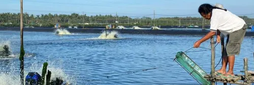 Probiotik Sanolife INVE, Pilihan untuk Tingkatkan Performa Udang